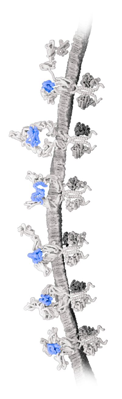 Proinflammatory Cytokines Involved in AD Pathogenesis chart.