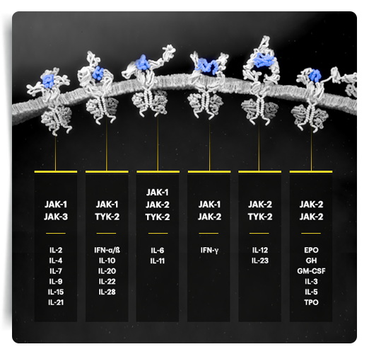 JAK and cytokine pairings