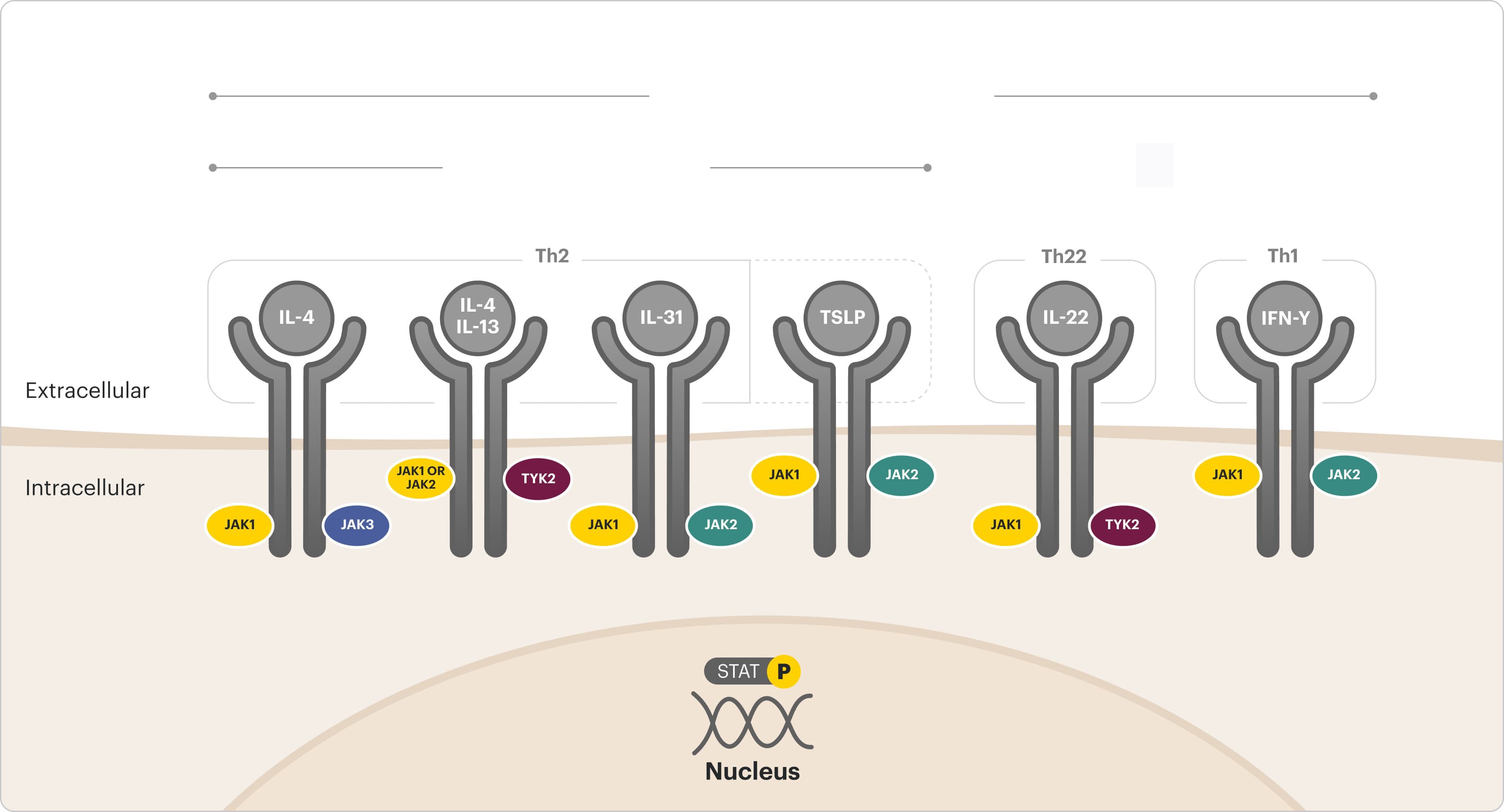 Dialing down AD inflammation via the JAK-STAT pathway